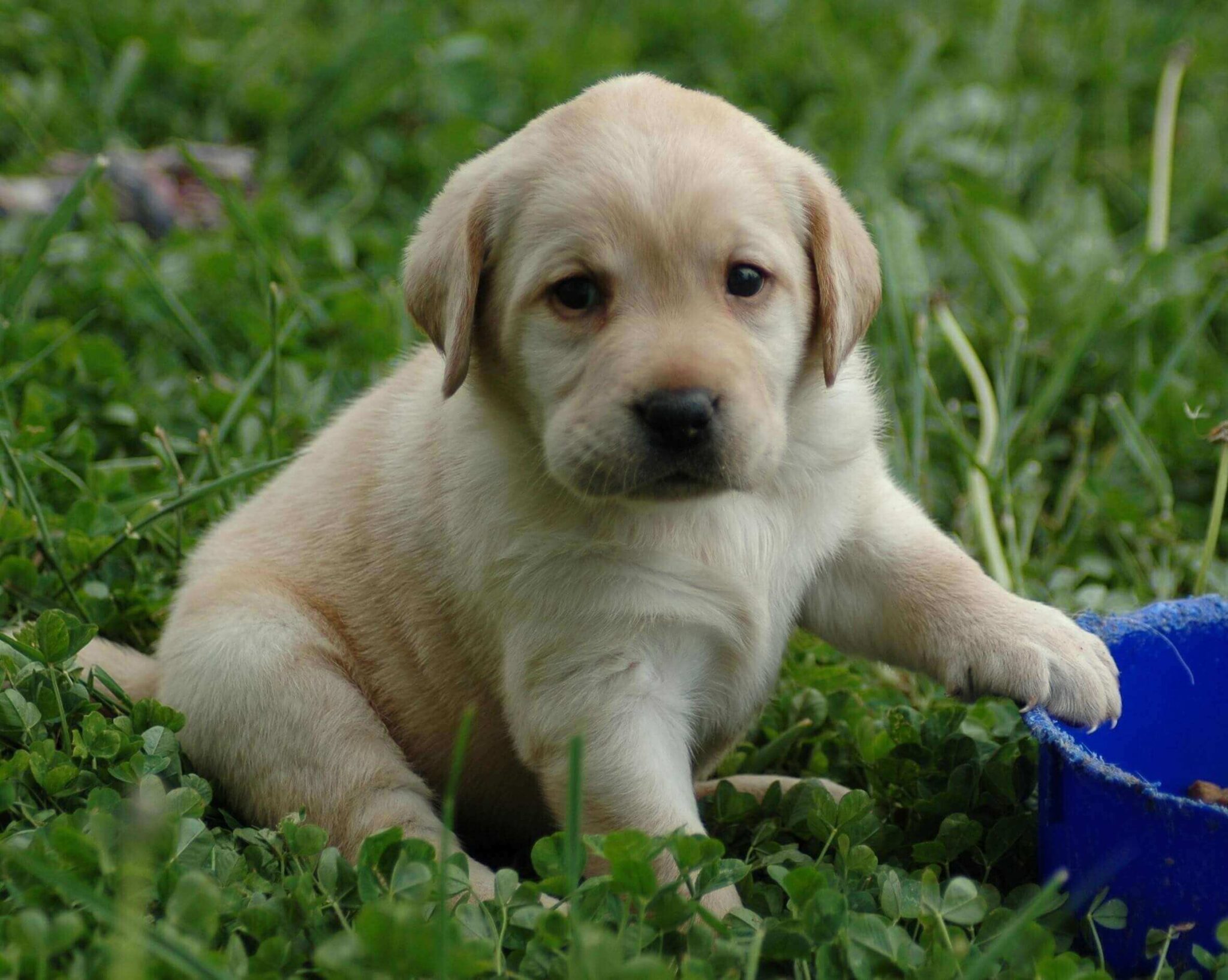Labrador price in Kolkata 2024 Purebred Lab puppy for sale