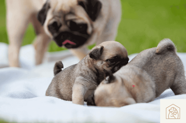 pug puppies for sale in Kolkata