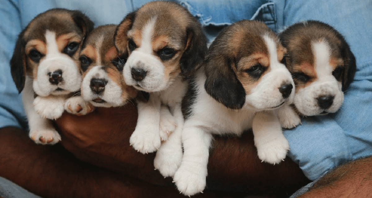beagle price in kolkata | beagle puppy for sale