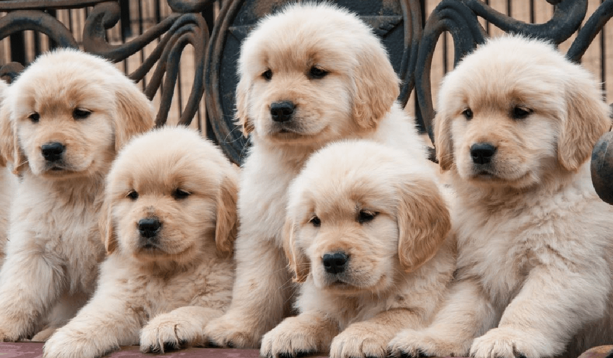 golden-retriever-puppy-for-sale-in-Kolkata-feature